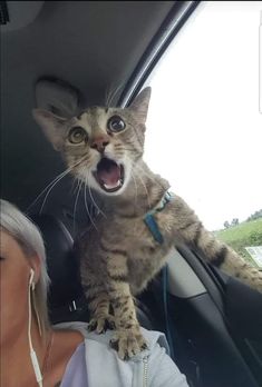 a cat that is sitting on the dashboard of a car with it's mouth open