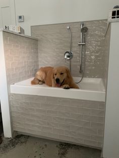 a brown dog laying in a bathtub next to a shower