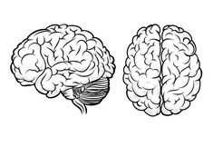 the left and right sides of a human brain, black and white illustration on a white background