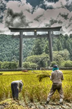 two men are working in a rice field with a large structure in the back ground