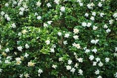 white flowers growing on the side of a tree