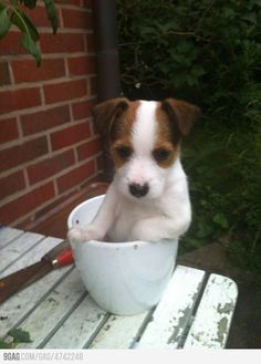 a dog sitting in a cup on top of a table next to a brick wall