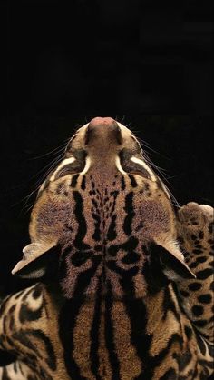 the back end of a tiger's head with its eyes closed