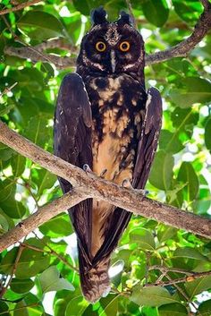 an owl sitting on top of a tree branch