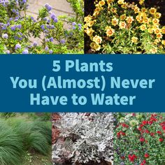 five plants you almost never have to water