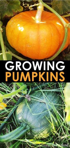 Dreaming of growing pumpkins in your backyard gardenFind out how to grow pumpkinswhen to plant pumpkins for a perfect harvest Pumpkin Farming, Harvesting Pumpkins, How To Grow Pumpkins, Pumpkin Growing, Garden Education