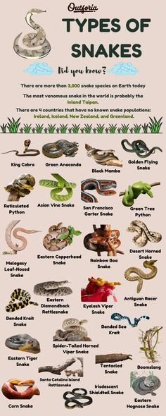 the types of snakes are shown in this poster, which shows them all different colors and sizes