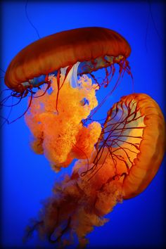 two orange jellyfish swimming in the blue water