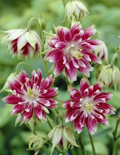 pink and white flowers with green leaves in the background