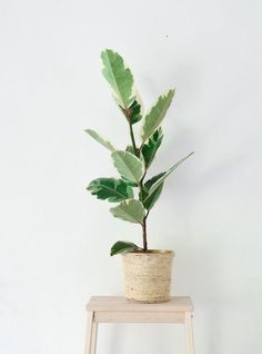 a potted plant sitting on top of a wooden stool next to a white wall