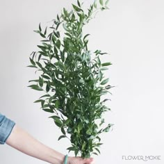 a person holding a potted plant in their hand