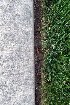 the grass is growing next to the sidewalk