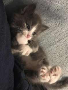 a small kitten sitting on top of a person's leg and looking at the camera