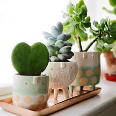 three potted plants on a tray in front of a window