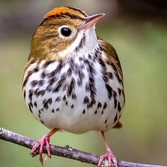 a brown and white bird sitting on top of a tree branch with its beak open