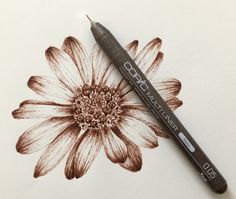 a pencil drawing a flower with brown ink