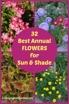 flowers with the words 32 best annual flowers for sun and shade