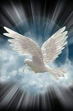 a white dove flying through the sky with its wings spread out and holding a twig in it's mouth