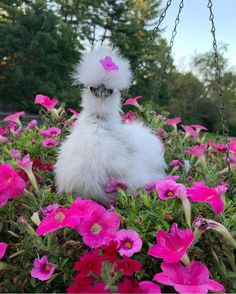 a small white chicken sitting in the middle of pink flowers with a chain hanging from it's neck