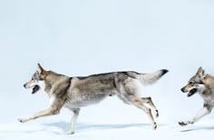 two gray wolfs running in the snow