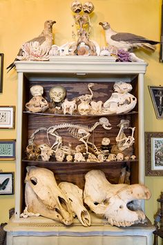 a shelf filled with skulls and birds on top of a wooden table next to pictures