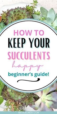 succulents with the text how to keep your succulents happy beginner's guide