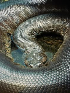 a snake is curled up in the water