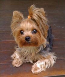 a small brown dog sitting on top of a wooden floor