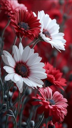 red and white daisies are in the foreground, with other daisies in the background