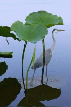 a bird is standing in the water next to lily pads and large green leafy plants