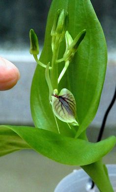 a person is holding up a flower that has been budding in the middle of it