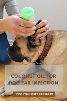 Coconut Oil for Dog Ear Infection | Walkies and Whiskers Coconut Oil For Dogs Skin Allergies, Ear Cleaner For Dogs, Dogs Ears Itching Remedies, Dog Ear Cleaning Solution Diy, Ear Infections In Dogs, Dog Itchy Ears