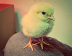 a small white chicken sitting on top of a person's head in front of a book