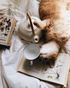 an orange and white cat laying on top of a bed next to a tea pot