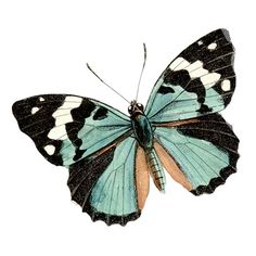 a blue and white butterfly flying in the air with its wings spread wide, on a white background