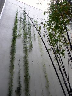 vines growing on the side of a building