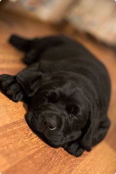 a black dog laying on top of a wooden floor