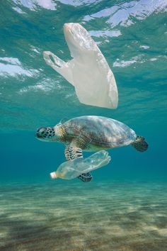 a plastic bag floating in the ocean next to a turtle