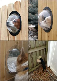 there are four pictures of dogs looking in the mirror