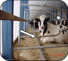 several cows are standing in their stalls at the dairy farm, and one cow is laying down