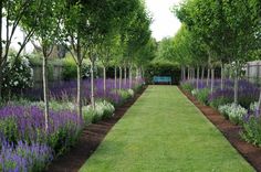 an outdoor garden with purple flowers and trees