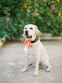 a white dog sitting on the ground with a flower in its mouth and an orange ribbon around it's neck