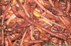 many worms are gathered together in the dirt