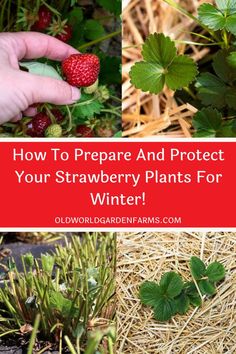 straw bales, straw bales and strawberries with text overlay that reads how to prepare and protect your strawberry plants for winter