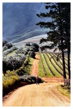 a dirt road with trees on both sides and mountains in the backgrouds