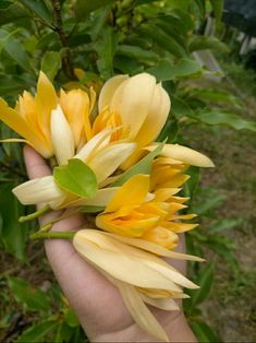 a person holding yellow flowers in their hand