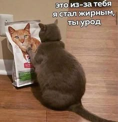 a cat sitting on the floor looking at a bag of cat food