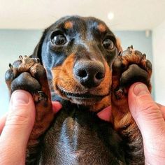 a person holding a small dog up to their face with both hands on it's head