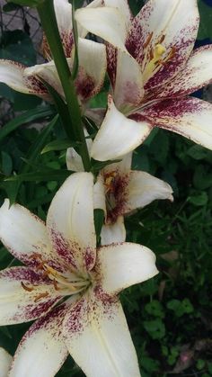 some white and red flowers in the grass