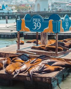 several sea lions are sleeping on the dock